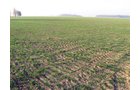 Property photo 17 - 60 Acres Offered in 2 Tracts